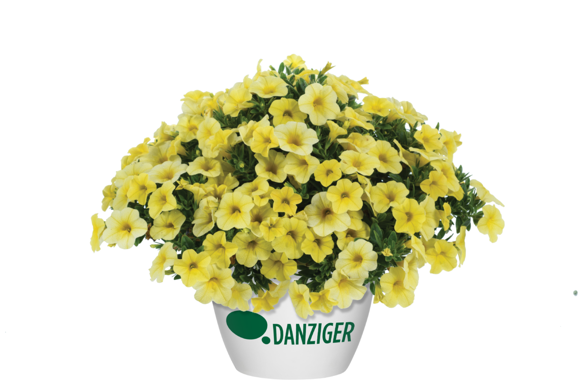 Colibri™ Lemon - Danziger