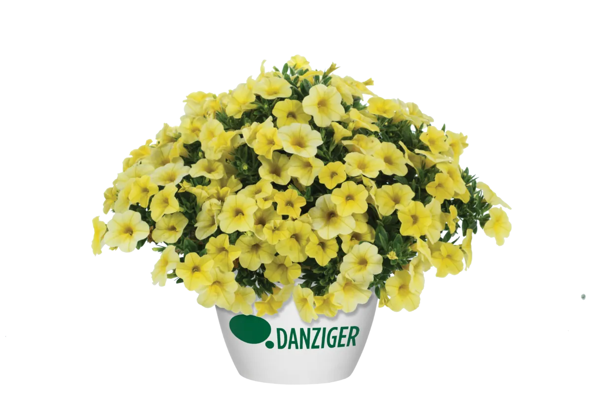 Colibri™ Lemon