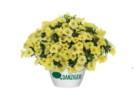 Colibri™ Lemon