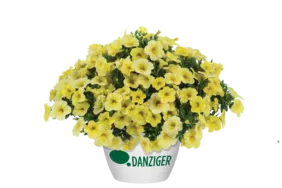 Colibri™ Lemon