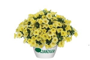 Colibri™ Lemon - Danziger