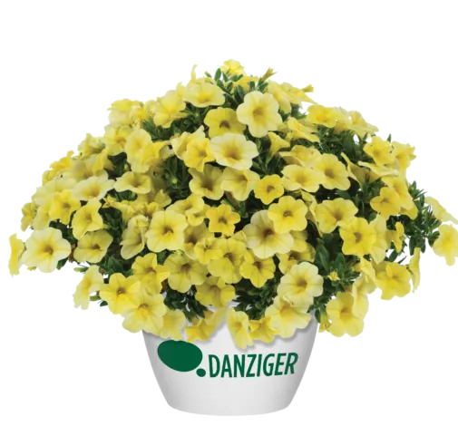 Colibri™ Lemon