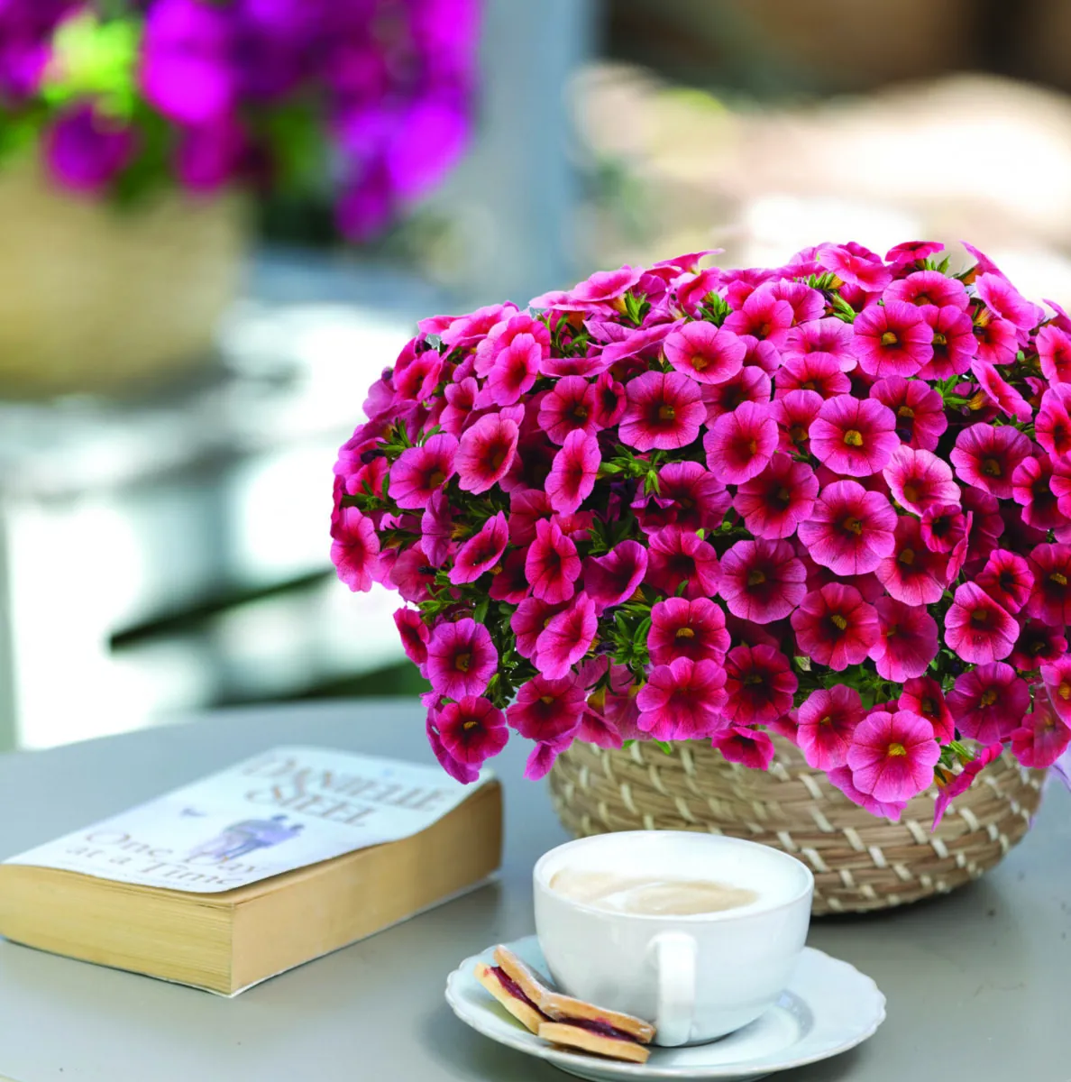Colibri™ Malibu Pink - Danziger