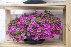 Colibri™ Pink Lace