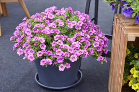 Colibri™ Pink Lace