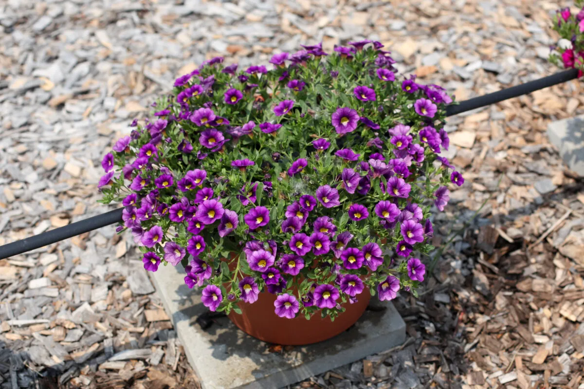 Colibri™ Plum