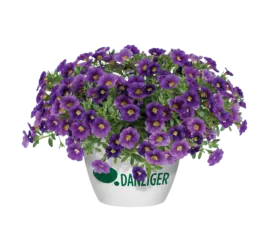 Colibri™ Plum