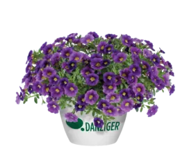 Colibri™ Plum