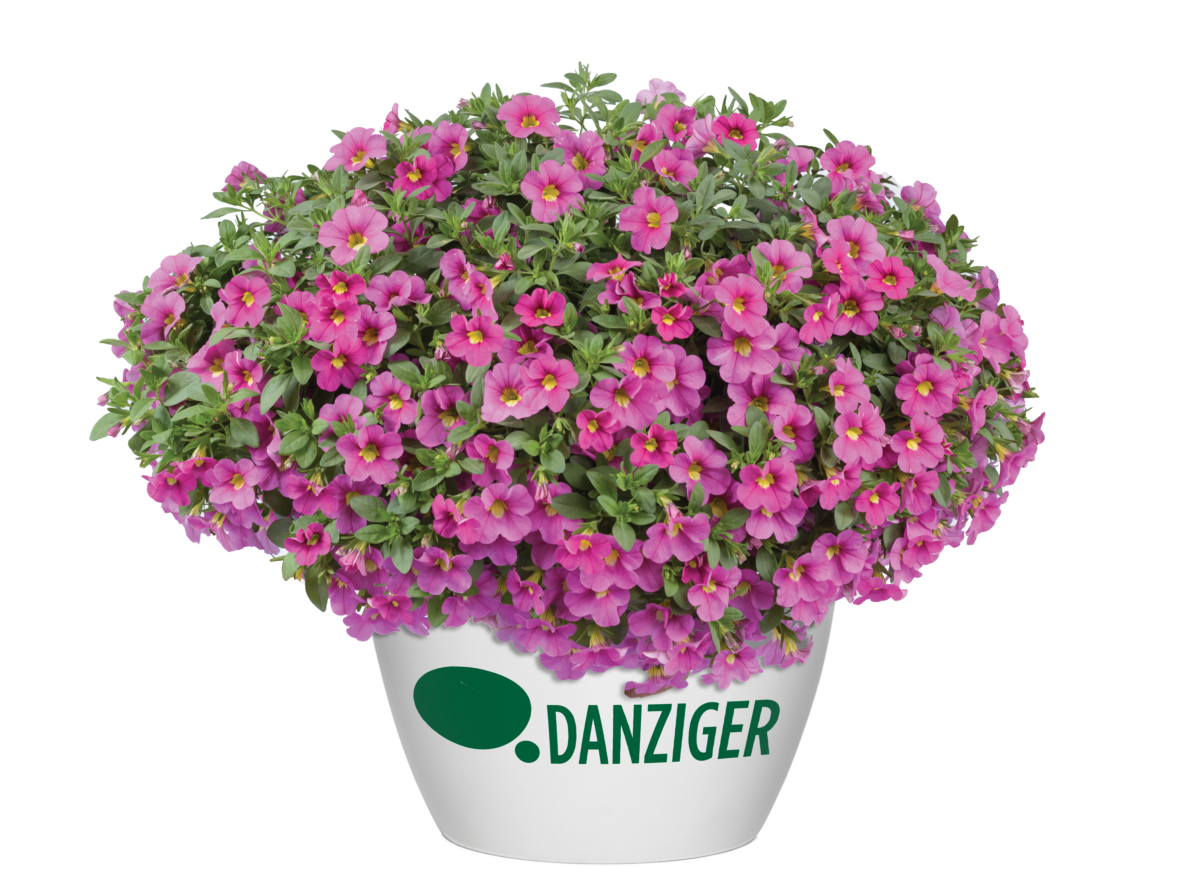 Capella™ Pink Lace - Danziger