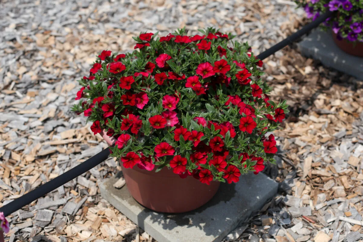 Lia™ Dark Red
