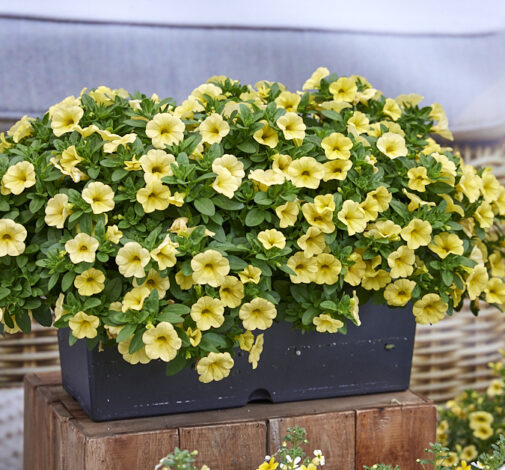 Colibri™ Lemon - Danziger