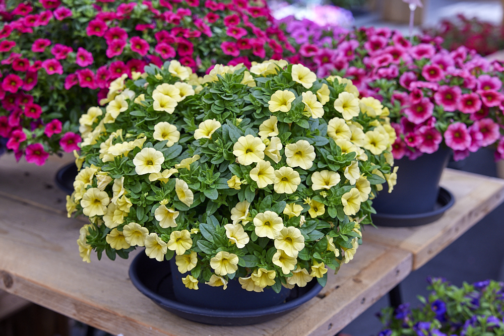 Colibri™ Lemon - Danziger