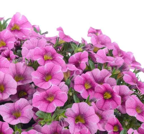 Colibri™ Pink Lace - Danziger