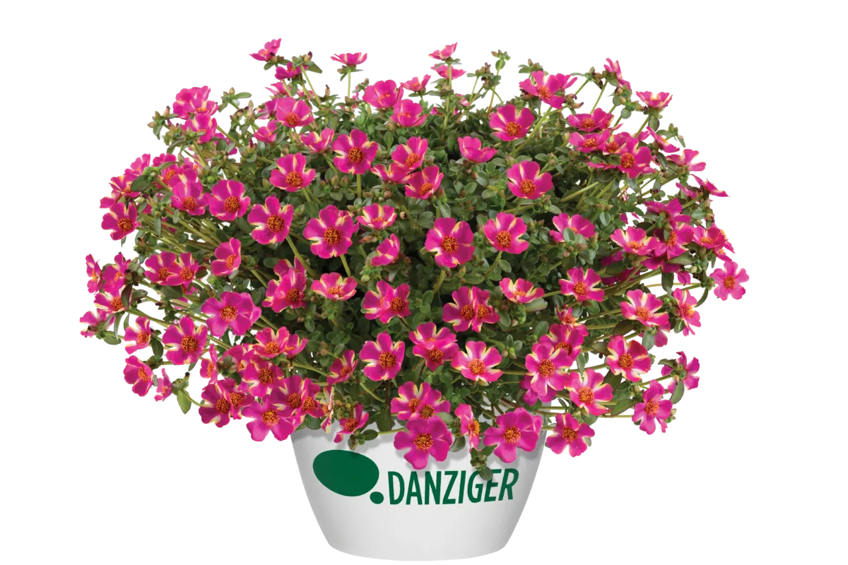 Campino™ Twist Pink