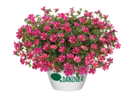 Campino™ Twist Pink