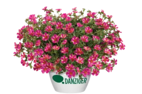 Campino™ Twist Pink