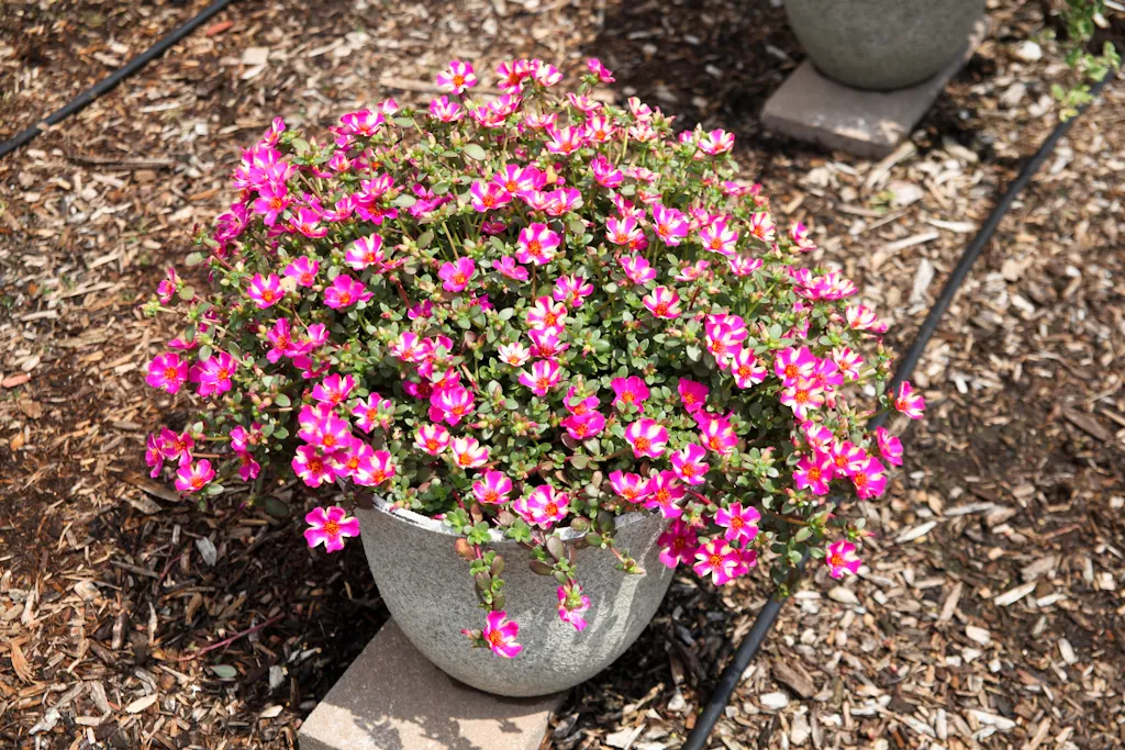 Campino™ Twist Pink