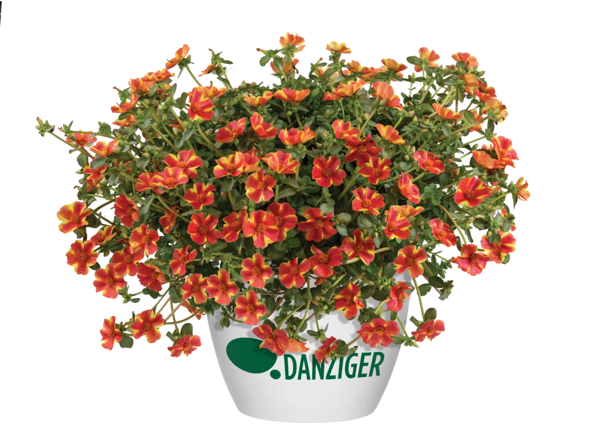 Campino™ Twist Red