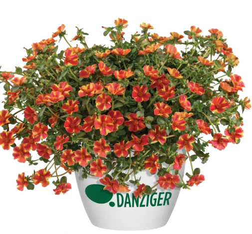 Campino™ Twist Red