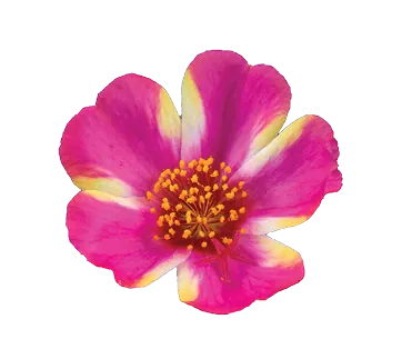 Campino™ Twist Pink