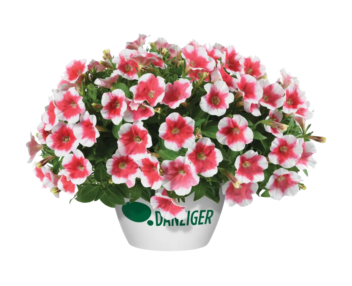 Capella™ Cherry Vanilla