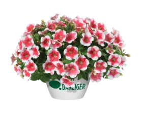 Capella™ Cherry Vanilla