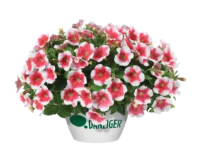 Capella™ Cherry Vanilla