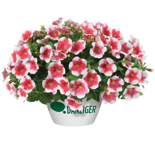 Capella™ Cherry Vanilla
