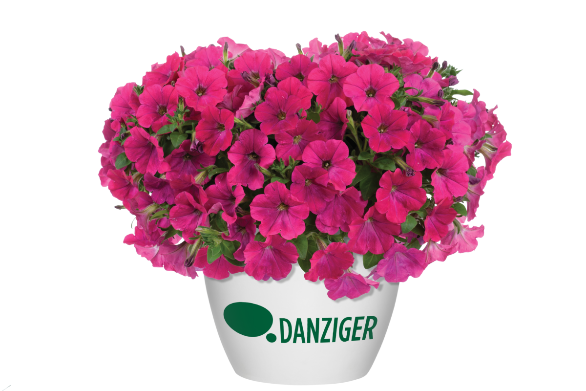 Capella™ Cherry Vanilla - Danziger