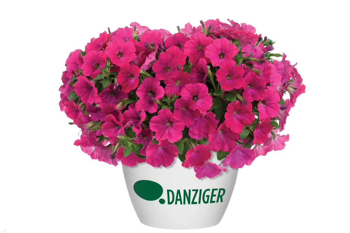 Capella™ Neon Pink