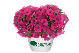 Capella™ Pink Lace - Danziger