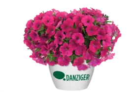 Capella™ Neon Pink
