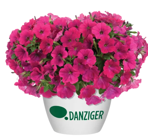 Capella™ Neon Pink