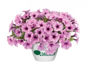 Capella™ Pink Lace