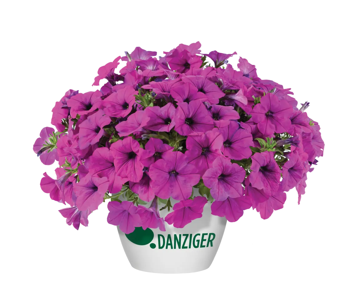 Capella™ Purple