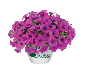 Capella™ Purple