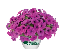 Capella™ Purple