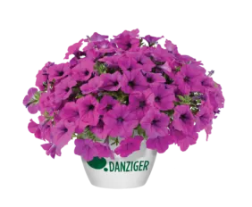 Capella™ Purple