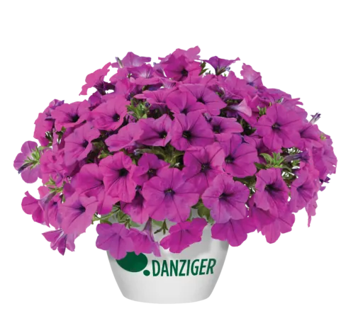 Capella™ Purple