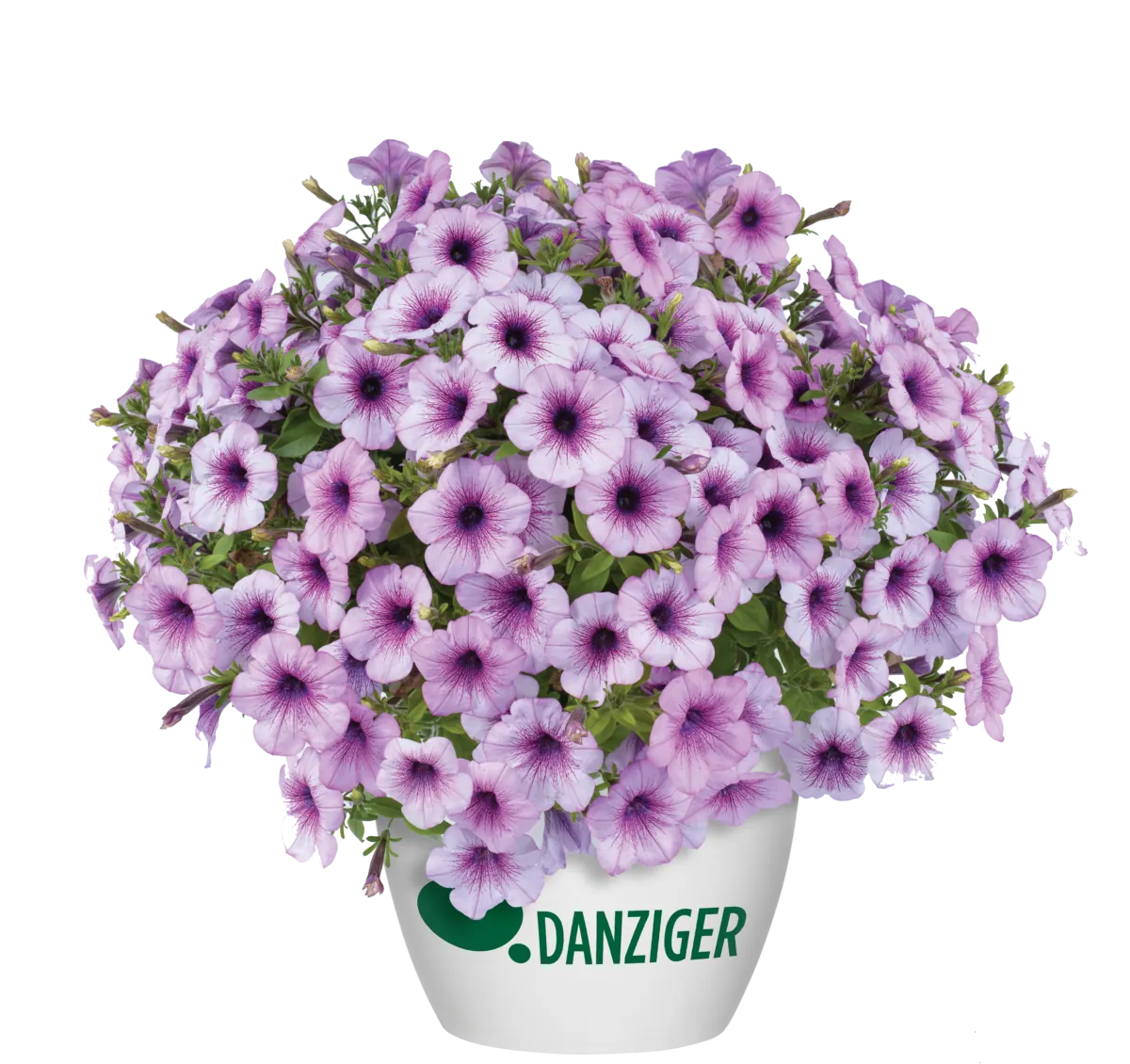 Capella™ Purple Veins