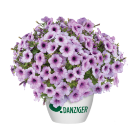 Capella™ Pink Lace - Danziger