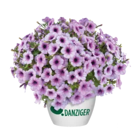 Capella™ Purple Veins