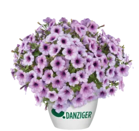 Capella™ Purple Veins
