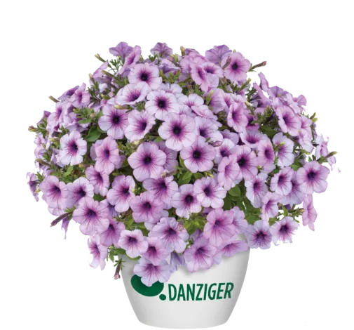 Capella™ Purple Veins