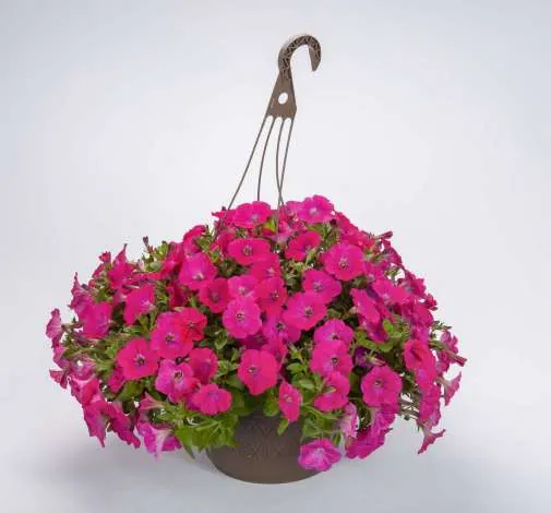 Capella™ Neon Pink