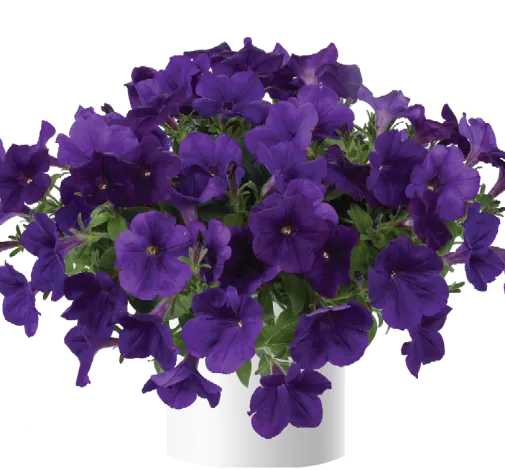 Capella™ Indigo