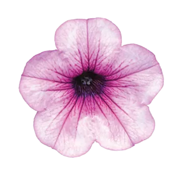 צמח חד-שנתי Capella™ Pink Lace מבית דנציגר