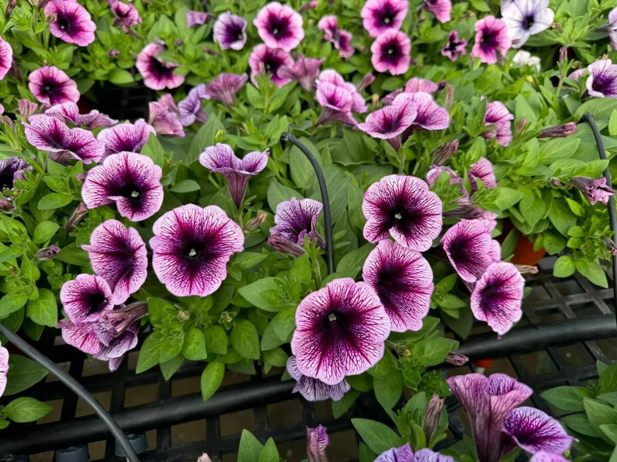 Cascadias™ Purple Ice