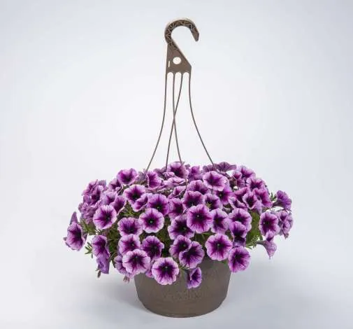 Cascadias™ Purple Ice
