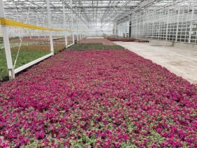 Colibri™ Cherry Lace